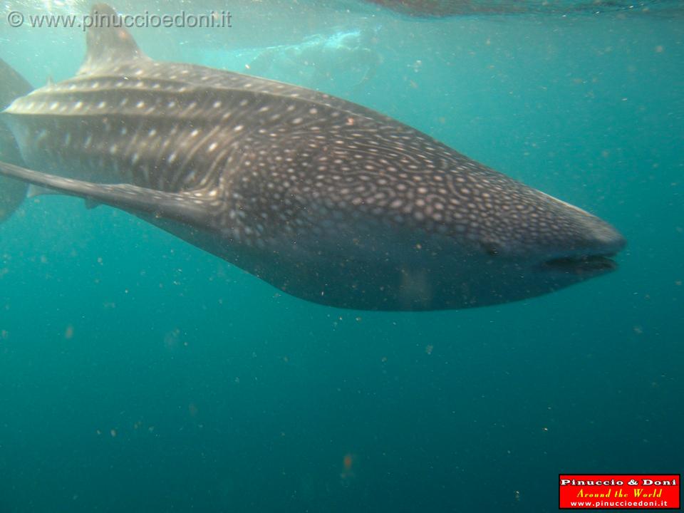 Djibouti - Whale Shark in Djibouti - 15.jpg